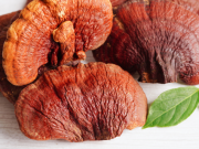 Reishi: proč se jí říká houba dlouhověkosti a co za tím skutečně stojí