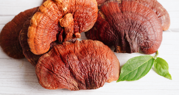 Reishi (8)